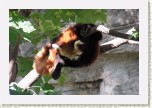 panda mal�- Ailurus fulgens2 * 3098 x 2065 * (525KB)