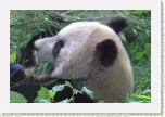 panda velk�- Ailuropoda melanoleuca * 3071 x 2047 * (459KB)