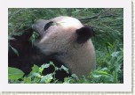 panda velk�- Ailuropoda melanoleuca1 * 3086 x 2057 * (476KB)