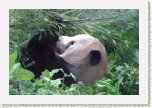 panda velk�- Ailuropoda melanoleuca2 * 2933 x 1955 * (518KB)