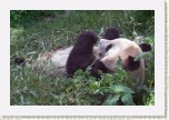 panda velk�- Ailuropoda melanoleuca4 * 3210 x 2140 * (677KB)