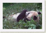 panda velk�- Ailuropoda melanoleuca5 * 3047 x 2031 * (701KB)