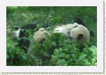 panda velk�- Ailuropoda melanoleuca6 * 2947 x 1965 * (532KB)