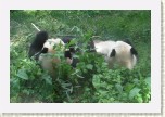 panda velk�- Ailuropoda melanoleuca7 * 3009 x 2006 * (574KB)