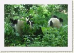 panda velk�- Ailuropoda melanoleuca8 * 3146 x 2097 * (671KB)