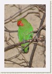 papou��k- Agapornis  * 2084 x 3126 * (391KB)
