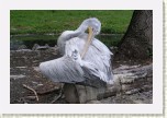 pelik�n kade�av�- Pelecanus crispus * 3064 x 2043 * (620KB)