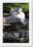 pelik�n kade�av�- Pelecanus crispus1 * 2007 x 3011 * (521KB)