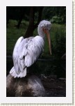 pelik�n kade�av�- Pelecanus crispus10 * 2113 x 3169 * (284KB)