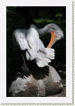 pelik�n kade�av�- Pelecanus crispus2 * 2065 x 3098 * (283KB)