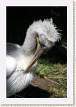 pelik�n kade�av�- Pelecanus crispus3 * 2073 x 3110 * (451KB)