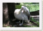 pelik�n kade�av�- Pelecanus crispus4 * 3033 x 2022 * (580KB)