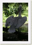 pelik�n kade�av�- Pelecanus crispus5 * 2061 x 3092 * (516KB)