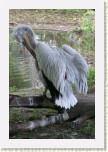 pelik�n kade�av�- Pelecanus crispus6 * 2114 x 3171 * (568KB)
