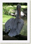 pelik�n kade�av�- Pelecanus crispus7 * 2061 x 3092 * (510KB)