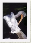 pelik�n kade�av�- Pelecanus crispus8 * 2231 x 3347 * (274KB)