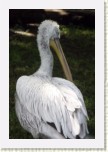 pelik�n kade�av�- Pelecanus crispus9 * 2067 x 3101 * (250KB)