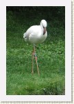 plame��k mal�- Phoeniconaias minor2 * 2061 x 3092 * (557KB)