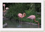 plame��k r��ov�- Phoenicopterus roseus * 3092 x 2061 * (590KB)