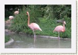 plame��k r��ov�- Phoenicopterus roseus1 * 3242 x 2161 * (603KB)