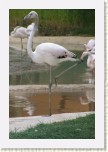 plame��k r��ov�- Phoenicopterus roseus2 * 2048 x 3072 * (346KB)