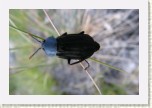 potemn�kovit�- Tenebrionidae * 3098 x 2065 * (257KB)
