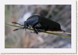 potemn�kovit�- Tenebrionidae1 * 3120 x 2080 * (255KB)