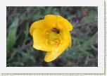 prysky�n�k illyrsk�- Ranunnculus illyricus * 3116 x 2077 * (417KB)