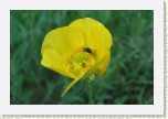 prysky�n�k illyrsk�- Ranunnculus illyricus1 * 3169 x 2113 * (420KB)