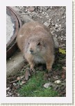 psoun pr�riov�- Cynomys ludovicianus * 1979 x 2969 * (641KB)