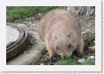 psoun pr�riov�- Cynomys ludovicianus1 * 2971 x 1981 * (481KB)