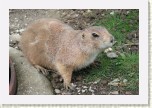 psoun pr�riov�- Cynomys ludovicianus2 * 3011 x 2007 * (803KB)