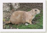 psoun pr�riov�- Cynomys ludovicianus3 * 2963 x 1975 * (415KB)