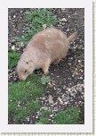 psoun pr�riov�- Cynomys ludovicianus4 * 2061 x 3092 * (712KB)