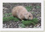 psoun pr�riov�- Cynomys ludovicianus5 * 3189 x 2126 * (687KB)