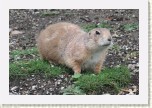 psoun pr�riov�- Cynomys ludovicianus6 * 3015 x 2010 * (737KB)