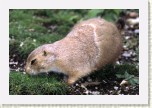 psoun pr�riov�- Cynomys ludovicianus7 * 3086 x 2057 * (413KB)