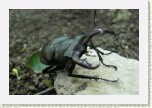 roh�� obecn�- Lucanus cervus * 3092 x 2061 * (423KB)