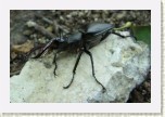 roh�� obecn�- Lucanus cervus1 * 3174 x 2116 * (428KB)