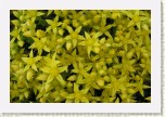 rozchodn�k- Sedum * 3098 x 2065 * (428KB)