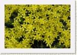 rozchodn�k- Sedum1 * 3098 x 2065 * (528KB)