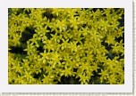 rozchodn�k- Sedum2 * 3098 x 2065 * (574KB)