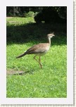 seriema rudozob�- Cariama cristata1 * 1968 x 2952 * (658KB)