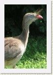 seriema rudozob�- Cariama cristata2 * 2075 x 3112 * (305KB)