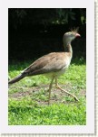 seriema rudozob�- Cariama cristata3 * 2003 x 3004 * (421KB)