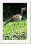 seriema rudozob�- Cariama cristata4 * 1981 x 2971 * (595KB)