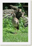 seriema rudozob�- Cariama cristata5 * 2037 x 3056 * (759KB)