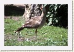 seriema rudozob�- Cariama cristata6 * 3135 x 2090 * (686KB)