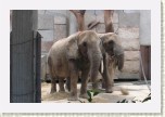slon africk�- Loxodonta africana * 3002 x 2001 * (438KB)