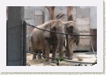 slon africk�- Loxodonta africana1 * 3002 x 2001 * (452KB)